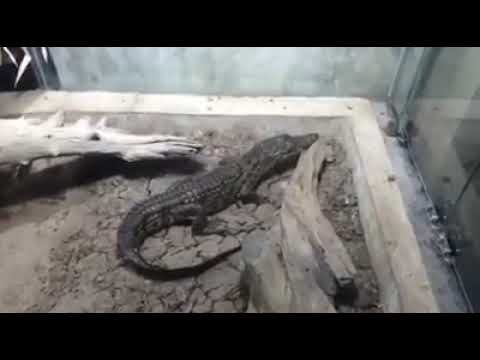 Tempered yet Tenacious: Mario Kleff's Nile Crocodile Hatchlings