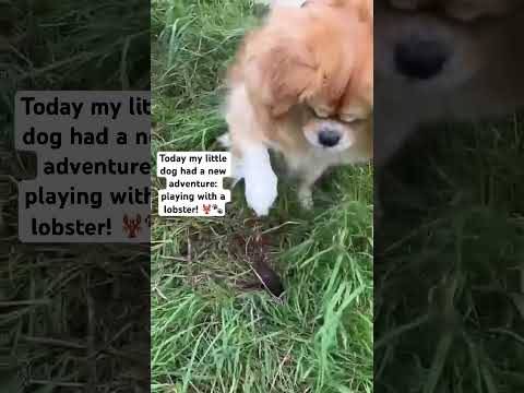 #Dogs #BestFriends #CuteDogs #DogLovers #FunnyPets #DogsOfYouTube #PuppyLove #petlife