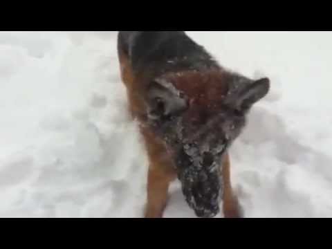 Yashin gillar snö :)