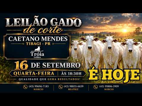 30º Leilão  Gado de Corte - Recinto Caetano Mendes - TIBAGI/PR | Quarta - Feira - 16/09/26 - 18:30h