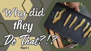 Frames, Foundation and More (Wonky Comb Explained), Plus Big Announcement!