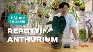 How to Repotting an Overdue Anthurium Luxurian Hybrid | Step by steps Guide for Beginner in Aroid