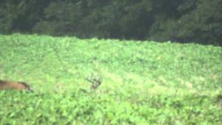 preview picture of video 'Our Food Plots in Southern Illinois'