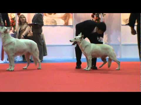 COPA  CONFRATERNIDAD Mejor hembra CGC 2010