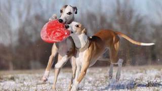 Snow Waltz - André Rieu