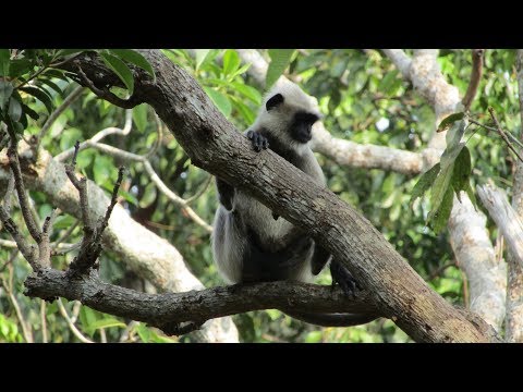 Canon PowerShot SX430 IS | Video Test | 720p | Part 2