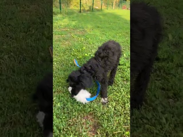 Portuguese Water Dog puppy for sale