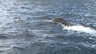preview picture of video '2013 Dominica Whale Watching Tour'