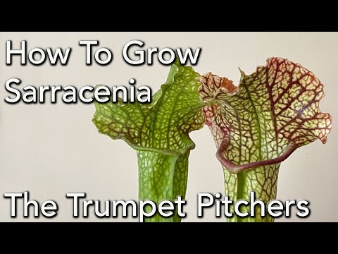 How to Grow Sarracenia  - North American Trumpet Pitcher Plant.