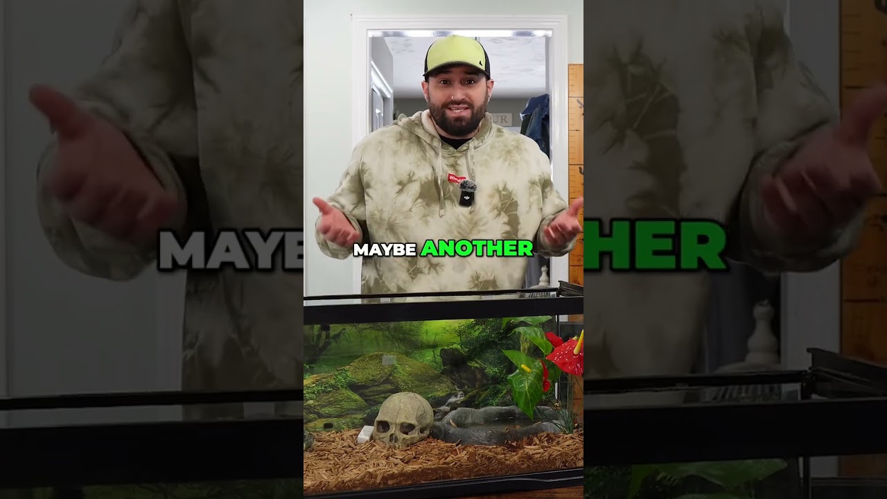 Ball Python Growth: Tank Size Guide