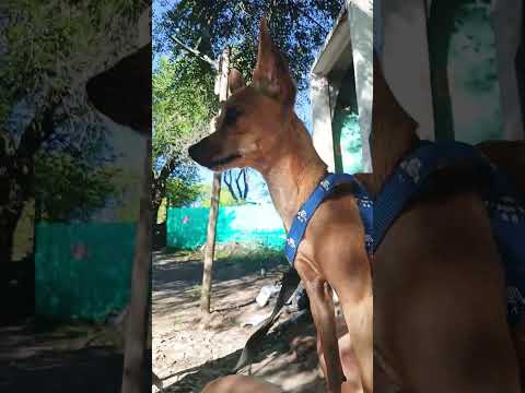 Puki cómodo #casagrande #miradacanina #cordoba #puppy