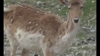 preview picture of video 'Les animaux de la Ferme Couderc-2  à Vallérargues  (Gard)'