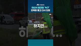 인근 야산에서 발견된 '늑구'…포획 시도했지만 달아나, 다시 추적 중 #JTBC #Shorts
