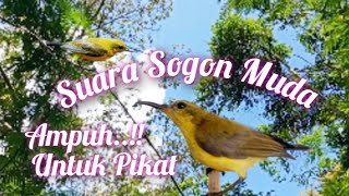 Download lagu Suara Pikat Sogon Muda Asli Alam Dijamin Ampuh mp3 Download lagu Suara Pikat Sogon Muda Asli Alam Dijamin Ampuh mp3