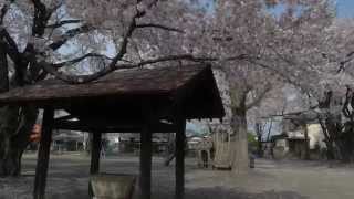 preview picture of video 'SAKURA CARPET - JUOH PARK - Numata Gunma JAPAN'