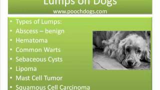 Lumps on Dogs A short guide