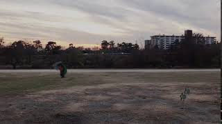 走るウオノラゴン