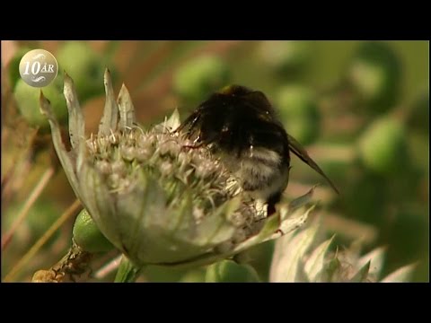 Humlornas hemliga sexliv - Malou Efter tio (TV4)