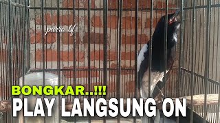 Download lagu PANCING EMOSI KACER YANG LAMBAT PANAS || KACER mp3