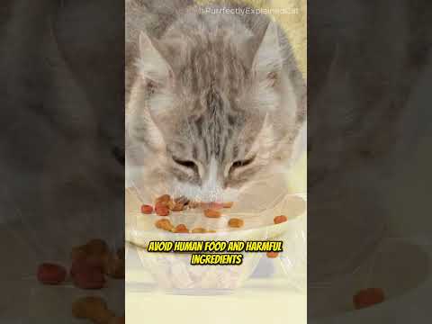 Cat Nutrition Unleashed: What to Feed Your Feline Friend