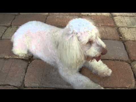 Santana, an adopted Poodle Mix in Houston, TX_image-1