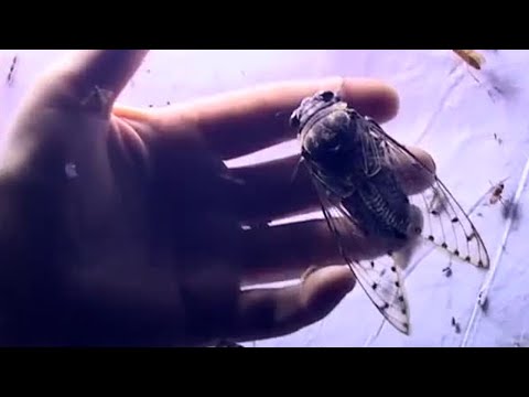 Thumbnail of the video: Surrounded by Life | Expedition Borneo | BBC Earth