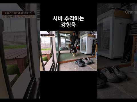 시바 추격하는 강형욱 #개와늑대의시간2 #개늑시2