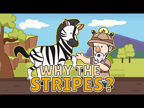 Why Do Zebras Have Stripes? | Best Learning Videos For Kids