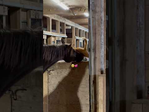 So gentle with each other ✨🐈💕🐴 #horse #cat #animals #horselover #catlover
