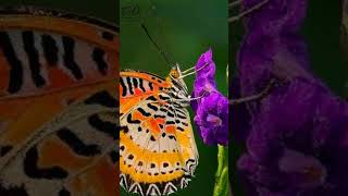 Download lagu 10 Poisonous Butterflies #,facts Part 2 #RedLacewing #shorts mp3 Download lagu 10 Poisonous Butterflies #,facts Part 2 #RedLacewing #shorts mp3
