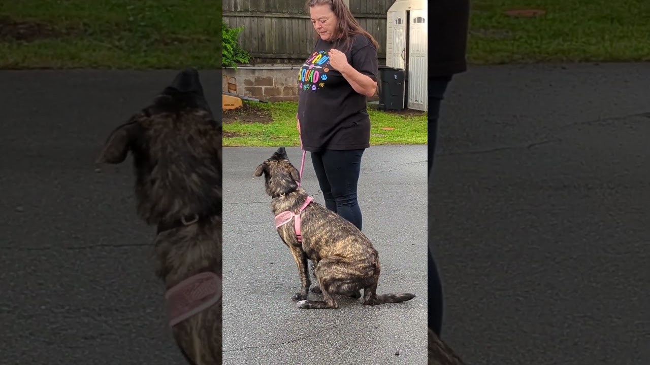 Bradley 23-107, a Adoptable mixed breed in Little Rock, AR video 6/6