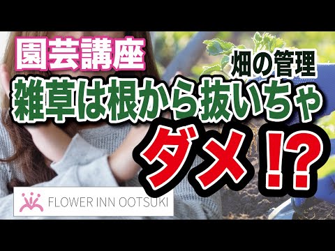 雑草に対する目地砂:これは考慮する必要があることです トピックス