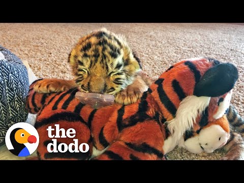 , title : 'Tiniest Tiger Cub Is A Wild Man Now | The Dodo Little But Fierce'
