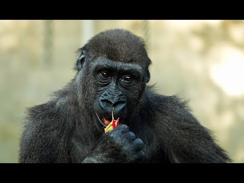 Burgers' Zoo apestreken
