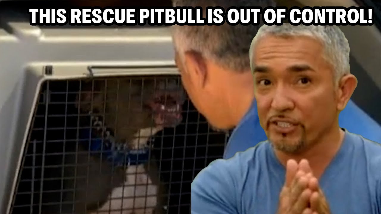 My Deadliest Case Yet - A Feral Pitbull That Can't Be Trained | Cesar 911 Throwbacks