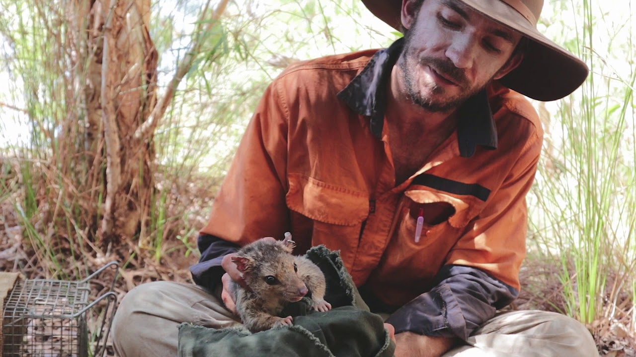 Billy and the Northern Quolls