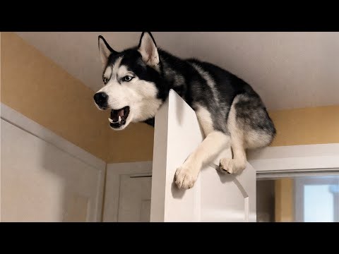 Huskies are the Queens of All Drama! 🤣 Funny Dogs Videos 2026
