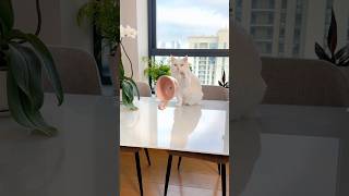 Демогоргон в квартире… 👹