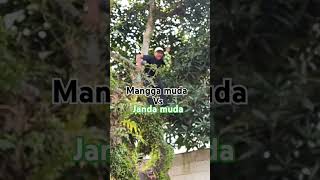 Download lagu mangga muda vs janda muda #st12   #storywa #quotes #story mp3