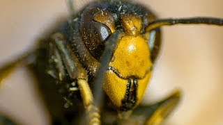 Asian Hornets Attack and Brutally Kill Bees! | Earth Unplugged