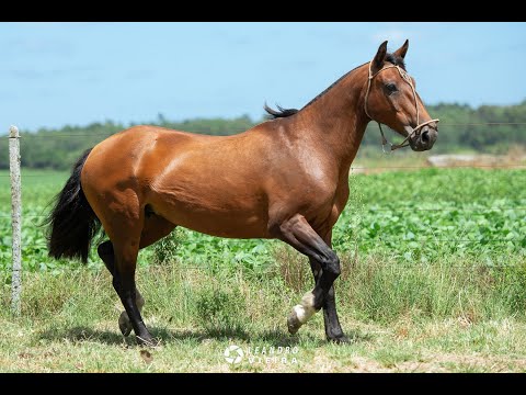Orquidea F do Camboim