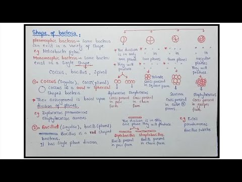 Shapes Of Bacteria | Cocci, Bacilli And Spiral | Biology Class 11th