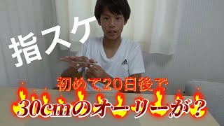 【指スケ】指スケ練習２０日で３０cmのオーリーになりました！指スケ日記＃２