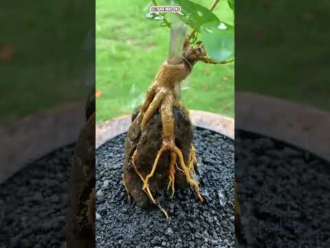 Learn to make Sancang bonsai on the rock. #bonsaimania #bonsaiinspiration #bonsaiamazingart