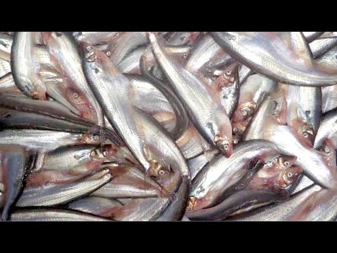 , title : 'Pabda fish cutting process | Natural Fish Processing'