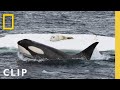 In Rare Footage Humpback Whales Attempt To Disrupt A Killer Whale Hunt In Antarctica