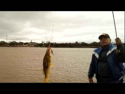 Episodio 16 de locos por la pesca, hoy pescamos en los plátanos de Alvear, zona del puerto.