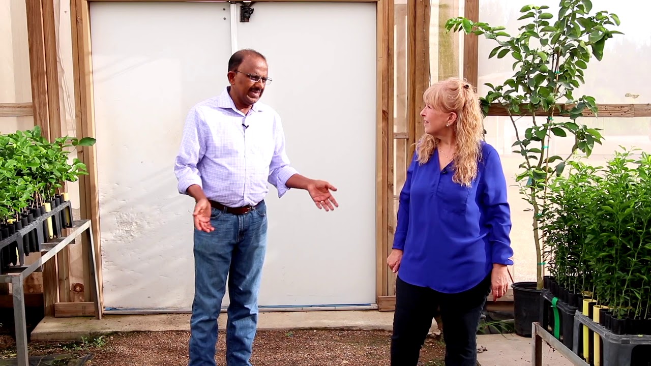 Discover Texas: US Citrus