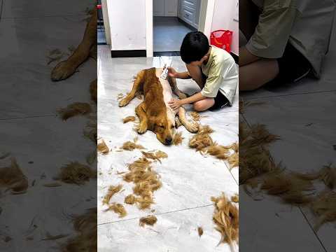 😂✂️ أليكس حلق نصف شعر جيمي #shorts #dog #youtube