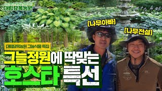 그늘정원 꾸미기 최고봉!! 음지에서도 잘 자라는 호스타로 음지식물 가든을 꾸며보세요ㅣ[대림묘목농원_그늘 식물…